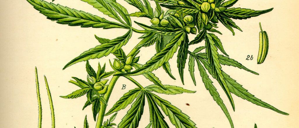 Illustration_Cannabis_sativa by walts organic fertilizers