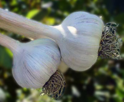 washington-state-hardneck-garlic-bulbs