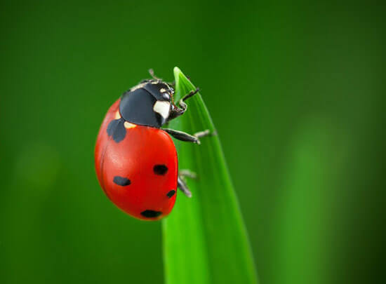 Lady Bugs – Tips for a Successful Release of these Beneficial Insects