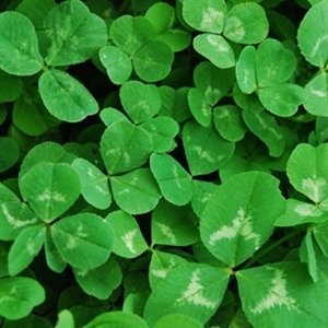 Untreated White Clover  (1 lb)