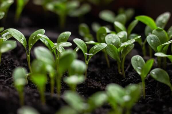 Healthy soil seedlings vegetable flower garden